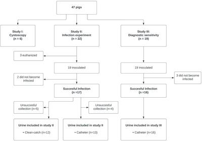 Intravesical compartments in the bladder can affect microbiological culturing outcome: An experimental study in pigs